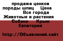 продажа ценков породы шпиц  › Цена ­ 35 000 - Все города Животные и растения » Собаки   . Крым,Евпатория